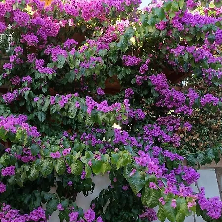 Jonke アパート *